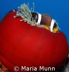 Can't stop taking pics of these guys!  This was taken wit... by Maria Munn 